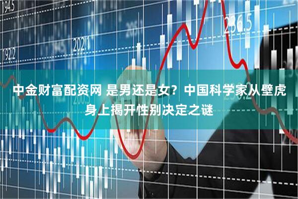 中金财富配资网 是男还是女？中国科学家从壁虎身上揭开性别决定之谜